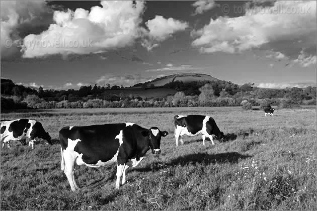Cows, Brent Knoll
