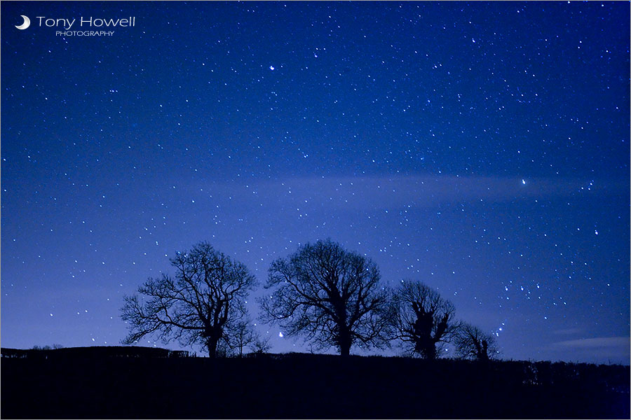 Stars, Trees