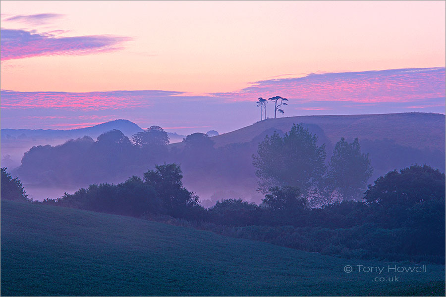 Pine Trees, Dawn