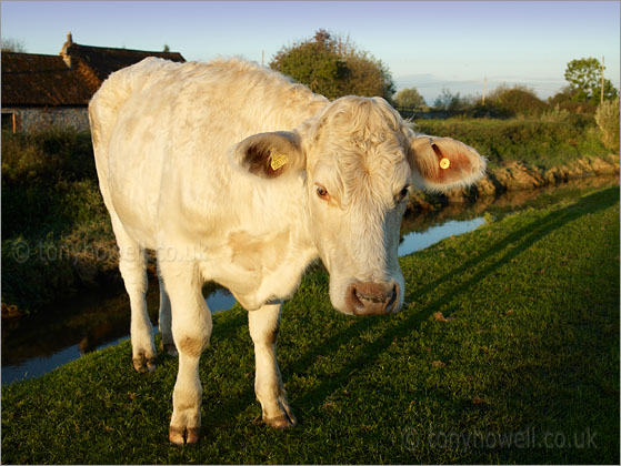 Young Bull at Sunrise