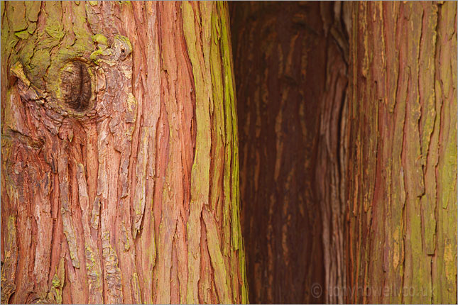 Cedar Tree Bark