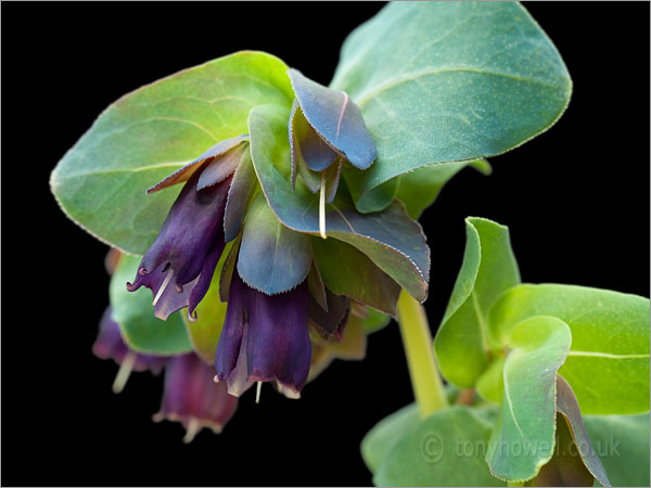 Cerinthe major Purpurascens