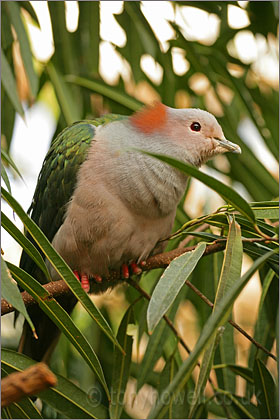 Chestnut naped Imperial Pigeon