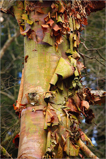 Chinese Red Birch