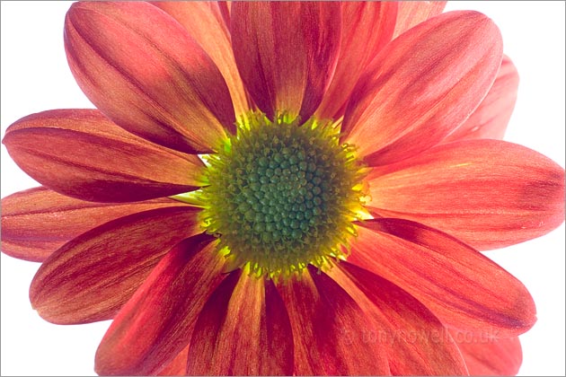 Chrysanthemum Flower