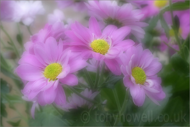 Pale Pink Chrysanthemums