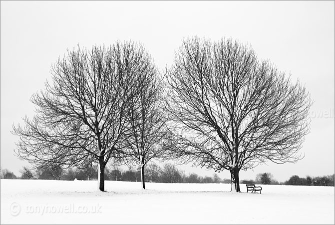 Trees, Clifton Downs, Snow