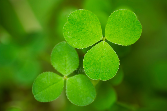 Clover, Shamrock