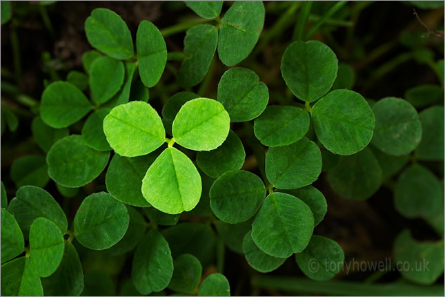 Clover, Shamrock