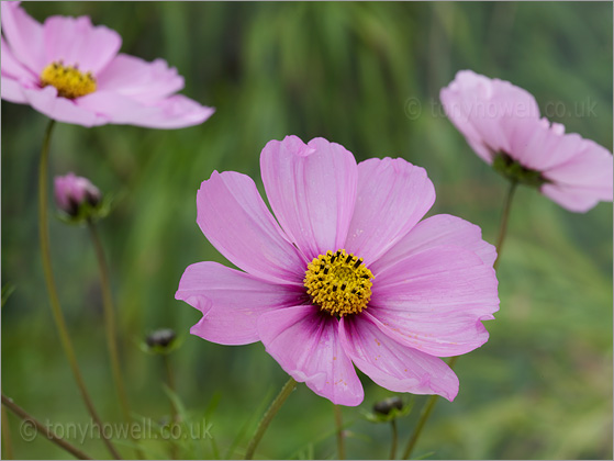 Pale Pink Cosmos Flowers