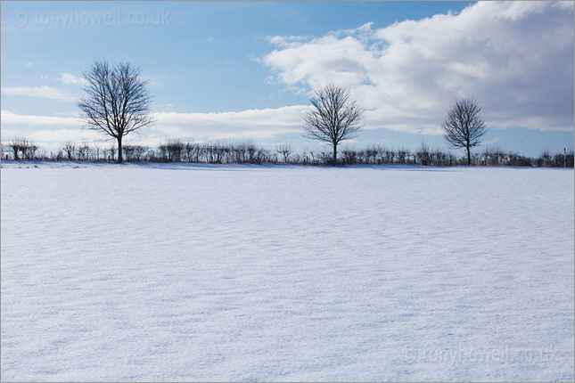 The Cotswolds, Trees, Snow