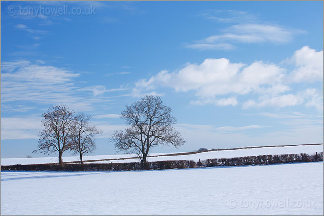 The Cotswolds, Trees, Snow