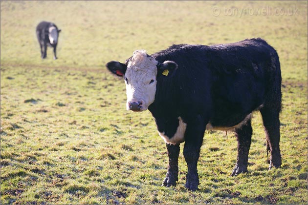 Cows