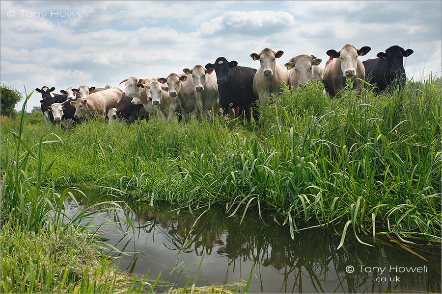 Cows and Rhyne