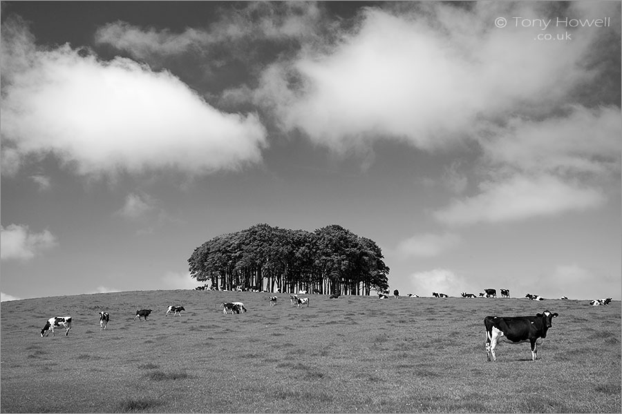 Cows, Beech Trees