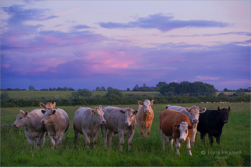 Cows, Dusk