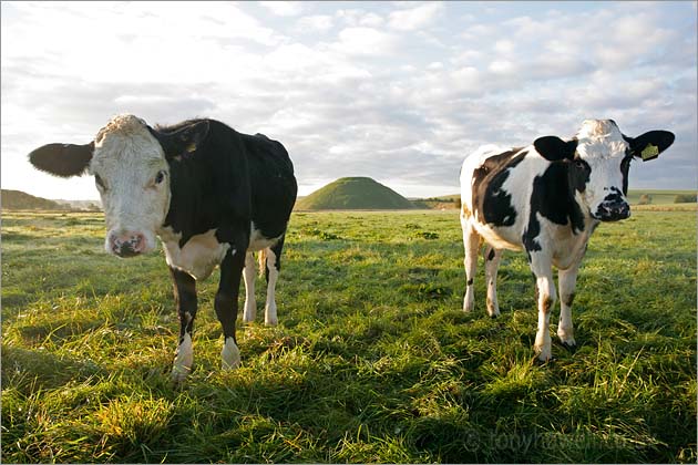 Cows, Silbury Hill