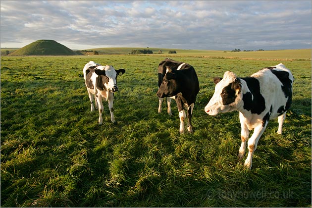 Cows, Silbury Hill