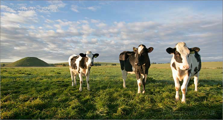 Cows, Silbury Hill