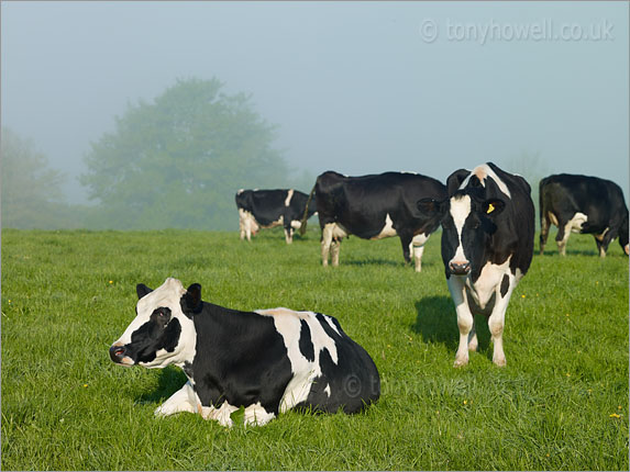 Cows in the Mist, Box Hill