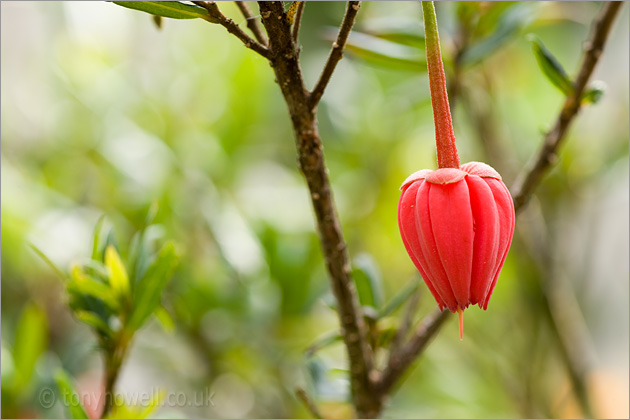 Crinodendron