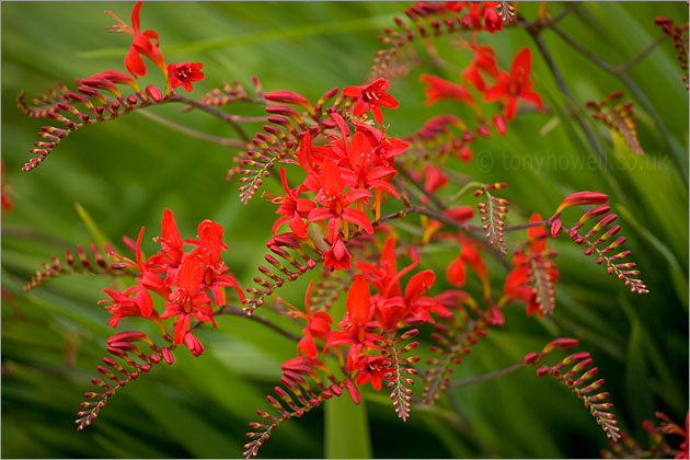 Crocosmia Lucifer