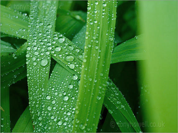 Crocosmia leaves after rain