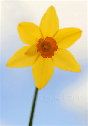 Daffodil