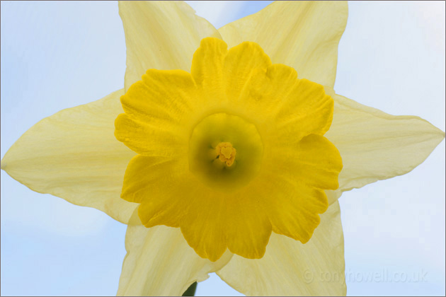 Daffodil