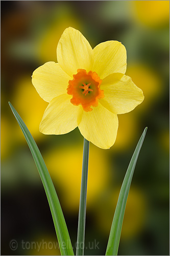 Daffodil