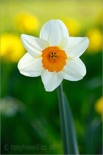 Daffodil