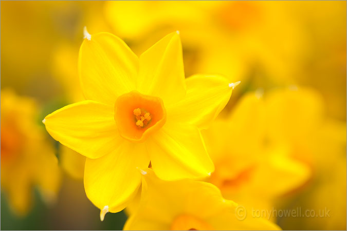 Daffodil, Narcissus