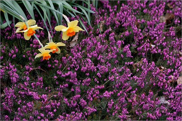 Daffodils and Heather