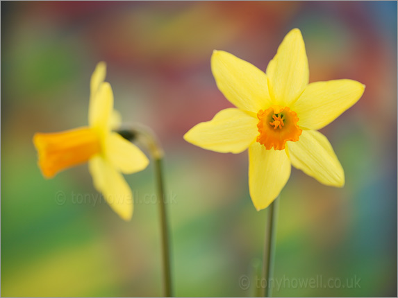 Daffodils