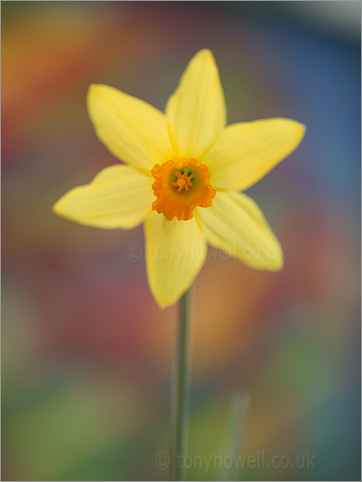 Daffodils