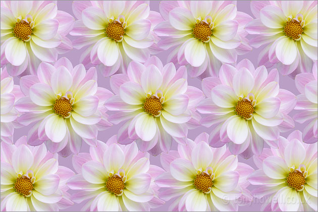 Pale Pink Dahlia Flowers