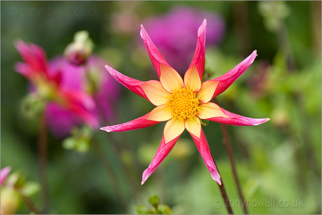 Dahlia 