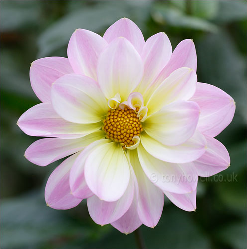 Pale Pink Dahlia