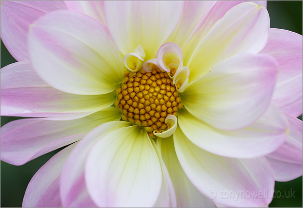 Pale Pink Dahlia