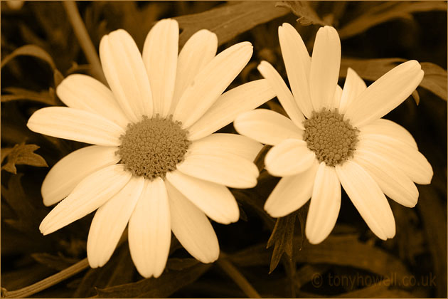 Daisies, Margeurites