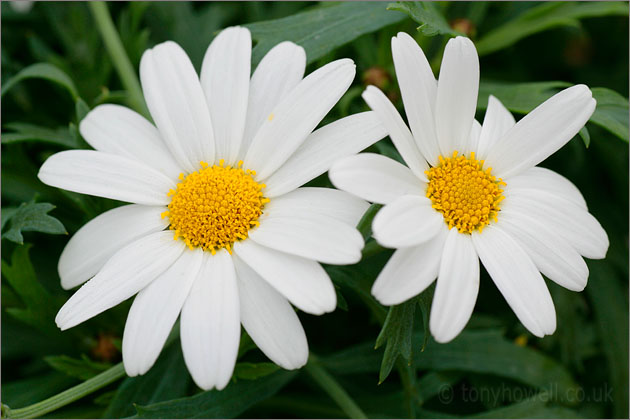 White Daisies, Margeurites