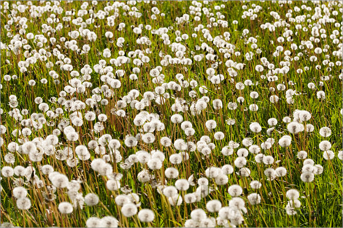 Dandelion Clocks