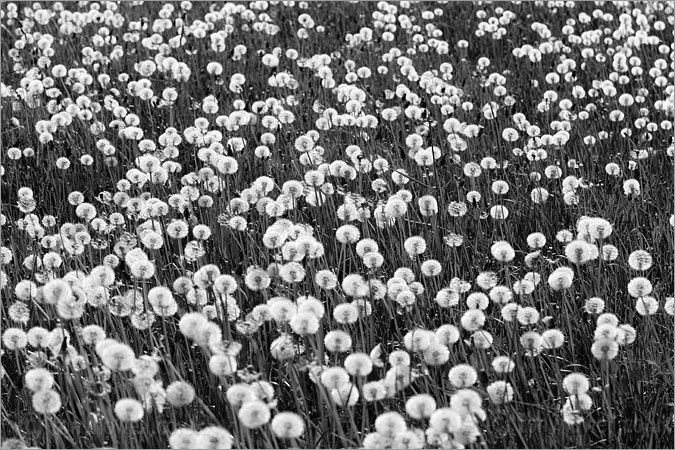 Dandelion Clocks