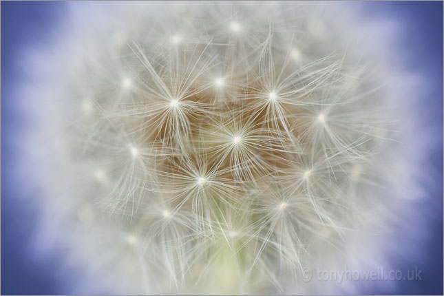 Dandelion Seed Head