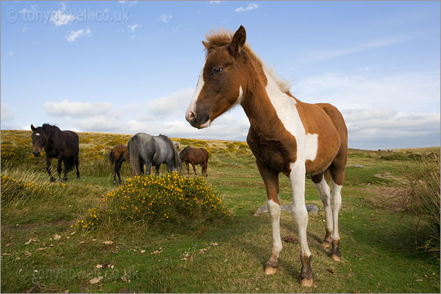 Dartmoor Ponies