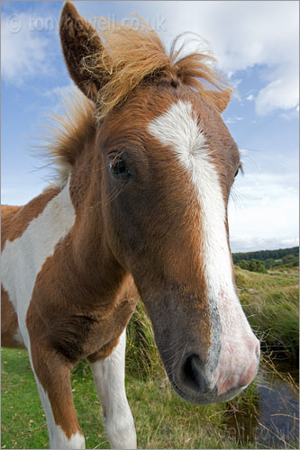 Dartmoor Pony