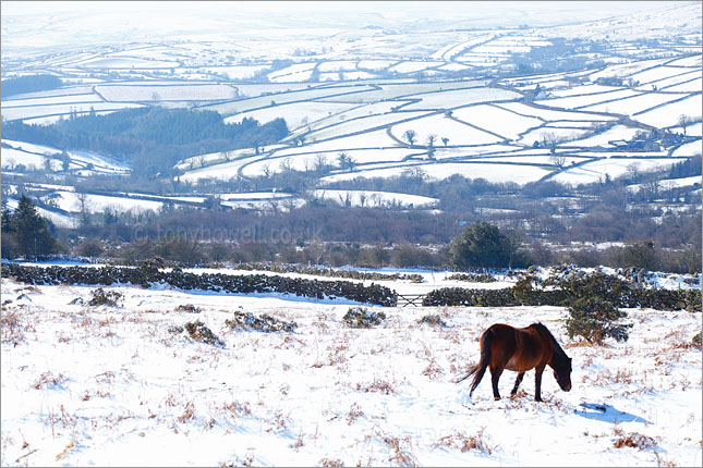 Dartmoor pony in the snow