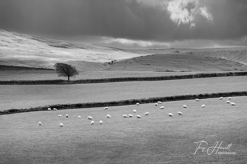 Tree, Sheep