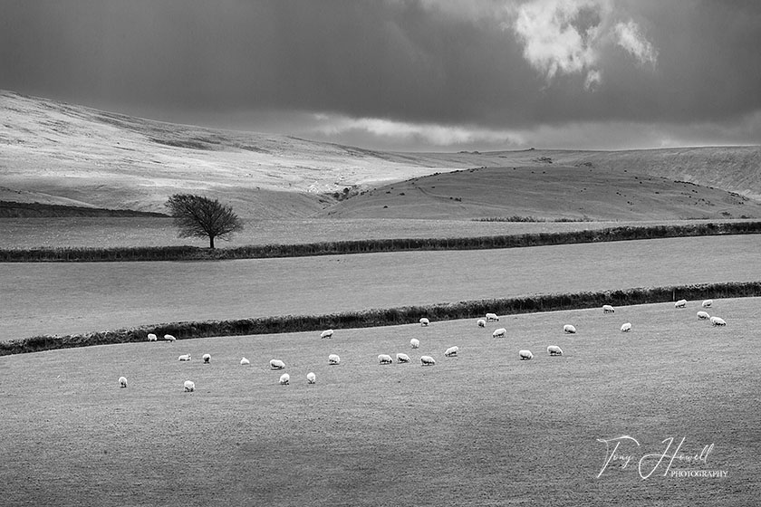 Tree, Sheep