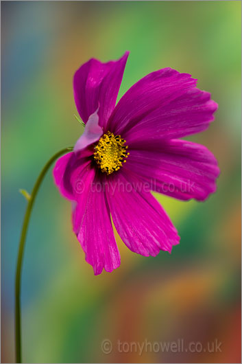 Deep Pink Cosmos Flower